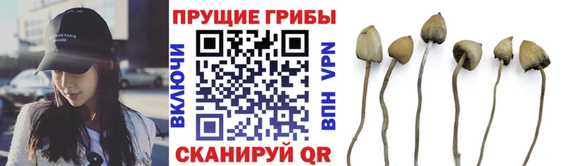 Псилоцибиновые грибы Psilocybine cubensis  закладки  Ковров 
